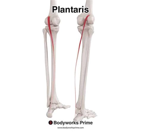 Plantaris Muscle Anatomy - Bodyworks Prime