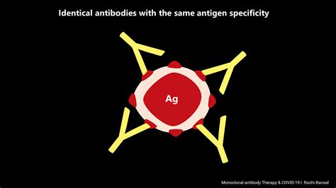 Antibody Engineering: Chimeric Monoclonal Antibodies (Part 1) | by Techskill Brew | Techskill ...