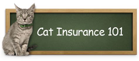 The Cat Care and Health Insurance Know How's - Insurance - Around the WORLD