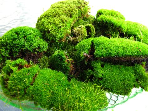 moss types - Google Search | Types of moss, Moss garden, Growing moss