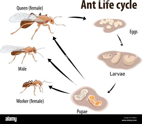 Vector illustration of Ant life cycle Stock Vector Image & Art - Alamy