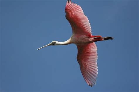 Roseate Spoonbill