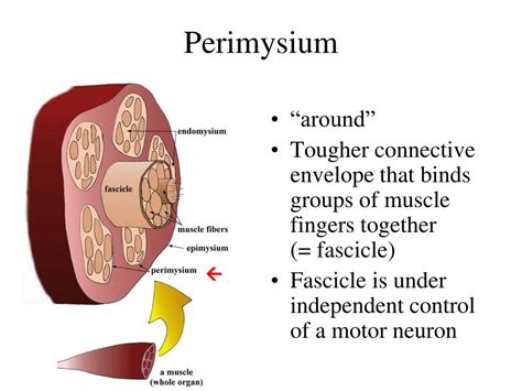 PPT - Definitions to know PowerPoint Presentation, free download - ID ...