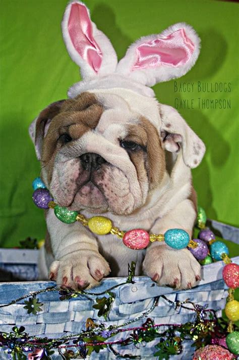 Easter Bunny Dog - I'm torn between "Awwww" and "Oh, the poor thing ...