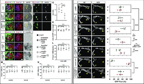 Paxillin function is required for the selection of limb axon... | Download Scientific Diagram