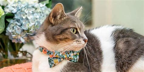 The Best Cat Collars, Tested and Reviewed