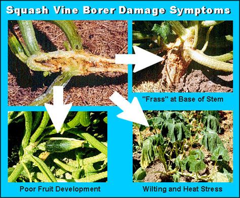 Squash Vine Borer Damage Symptoms (sqvinbor) | Department of Entomology