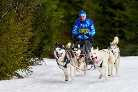Husky sled dog racing editorial stock photo. Image of driver - 193399508