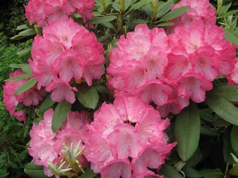 pacific rhododendron | rhododendron species native to western north america rhododendrons ...