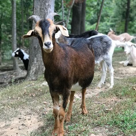 Kiko Goats - Glenmar Farms - Farmily Owned Farm in Kentucky