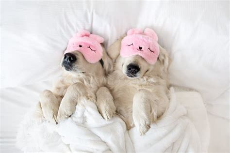 Cutest Sleeping Puppies