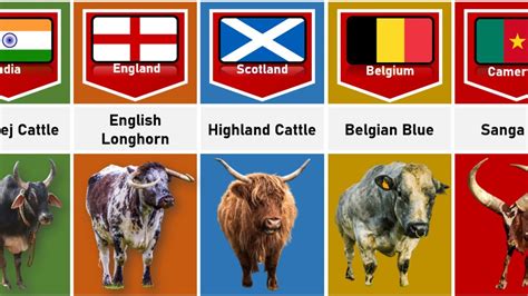 Cattle Breeds From Different Countries - YouTube