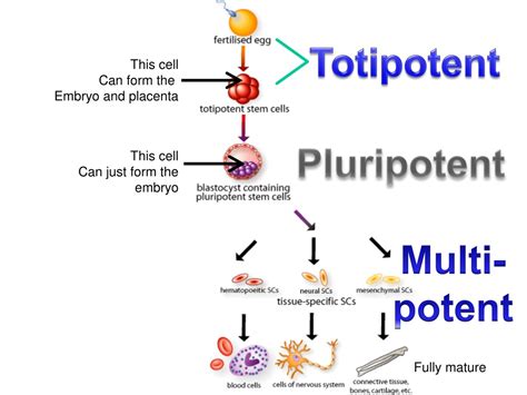 PPT - Stem Cells PowerPoint Presentation, free download - ID:9099091