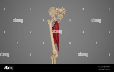 Medical Illustration of Hip Adductor Muscles Stock Photo - Alamy