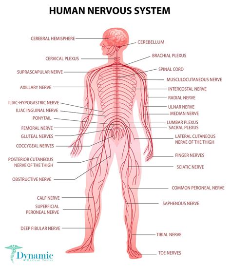 Signs and Symptoms of Nerve Damage