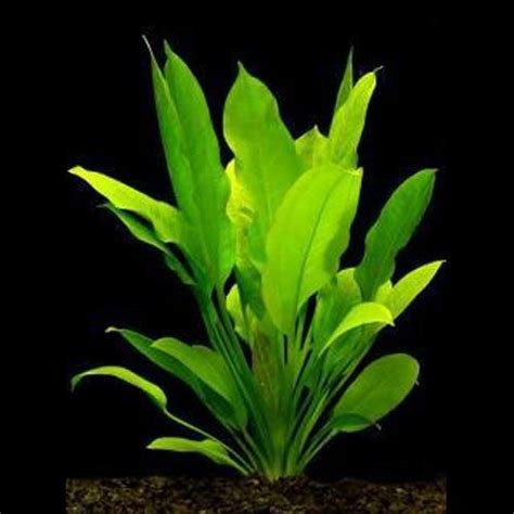 Amazon Sword Plant | Artificial aquarium plants, Freshwater plants ...