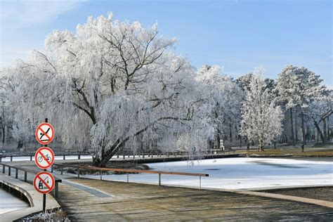 Winter Woods at the Lakeside Stock Photo - Image of leaf, rime: 170676284