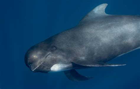 Long-finned pilot whale : r/AnimalPorn