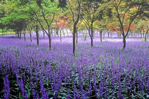 Liriope muscari (Blue Lily Turf)