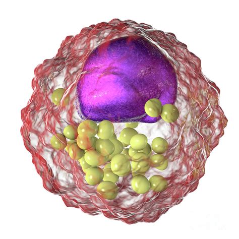 Macrophage Foam Cell Photograph by Kateryna Kon/science Photo Library