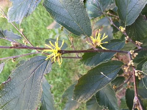 American Witch Hazel, an Underrated Herbal Remedy - Eat The Planet