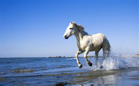 White horse beach wallpaper | 1920x1200 | #14564