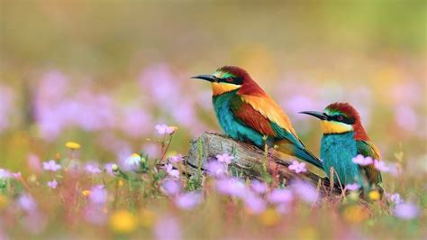 Beautiful Birds And Flowers Wallpaper Free Download