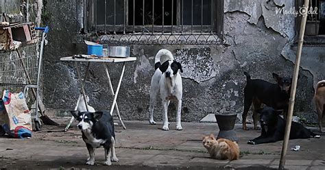 This Unique Animal Shelter Start-Up Pays Homeless People To Care For ...