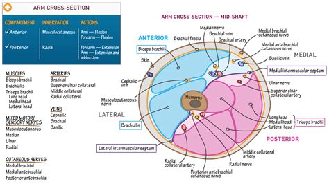 BMS Anatomy: Cross Section of the Arm | ditki medical & biological sciences