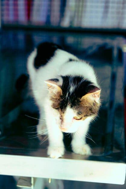 Premium Photo | Cute sick cat waiting for the vet