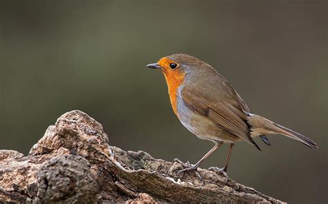 Robin Bird Wallpapers - Wallpaper Cave