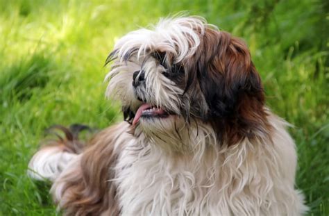 Top 8 Shaggy Dog Breeds | BeChewy