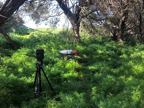 Camera Trap Basics for Bird-Spotters – Mallee Design