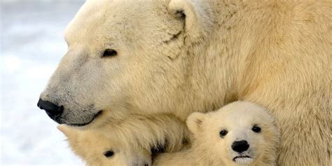 7 Astonishing Animal Moms Who Prove Mother’s Day Shouldn't Be Reserved For People - The Dodo