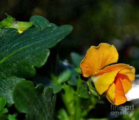 Winter Pansy Photograph by Eva Thomas | Fine Art America