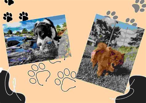 Border Collie Chow Mix Full Overview - BorderCollieTalk