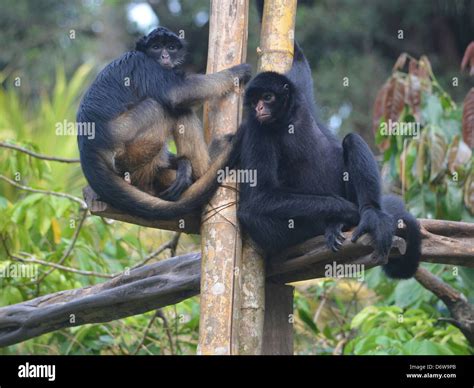 Peruvian spider monkey hi-res stock photography and images - Alamy