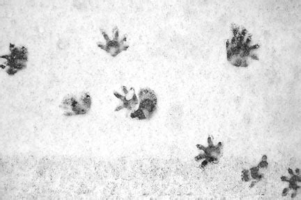 Opossum tracks in the snow | Explore mkercsn's photos on Fli… | Flickr - Photo Sharing!