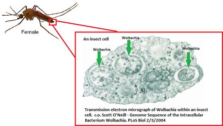 Working With Wolbachia - About Wolbachia