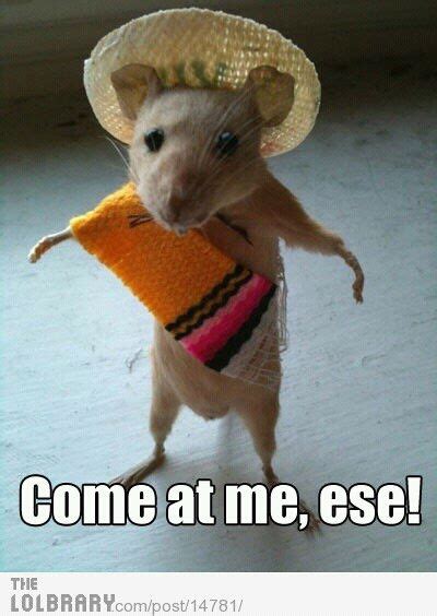 mexican rat - Meme subido por Poundz :) Memedroid