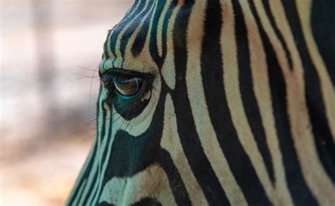 Close Up Photo of Zebra · Free Stock Photo