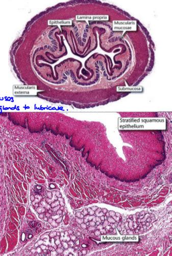 Histology of Gut Flashcards | Quizlet