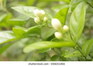 Beli Flower Beutiful Stock Photo 1506311402 | Shutterstock