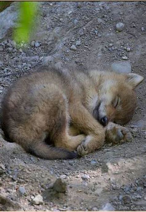 Wolf puppy sleeping | Wolf puppy, Wolf dog, Sleeping puppies