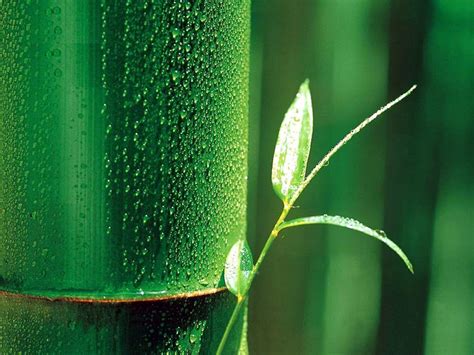 Bamboo Leaves Wallpapers - Top Free Bamboo Leaves Backgrounds ...