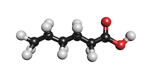 3D c6h12o2 caproic acid model - TurboSquid 1423490