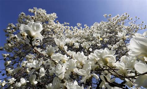 Spring blossoms - The Boston Globe