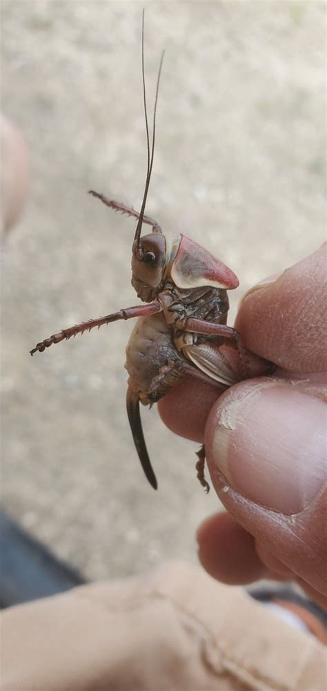 Mormon Cricket swarm | Roberts Valley, Eureka Co., NV | tenebboy | Flickr