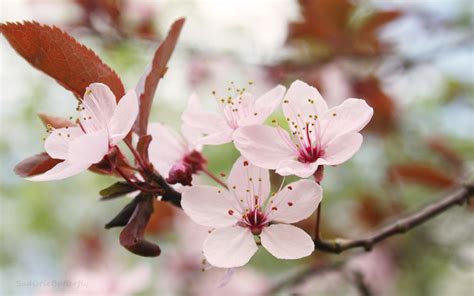 Cherry Blossom Flower wallpaper | 1920x1200 | #78160