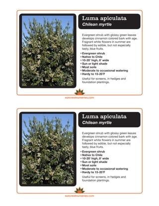 Luma apiculata label | PDF